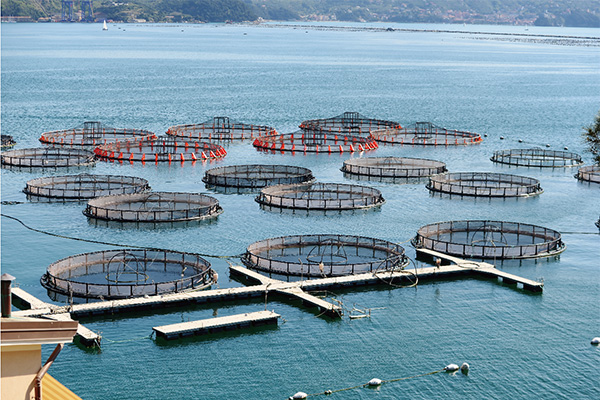 Aquaculture